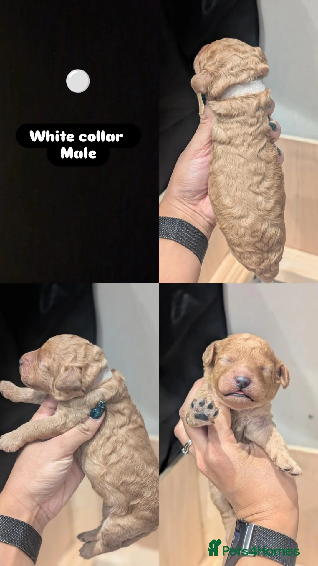 Goldendoodle dogs for sale: Miniature goldendoodle puppies   - Advert 16