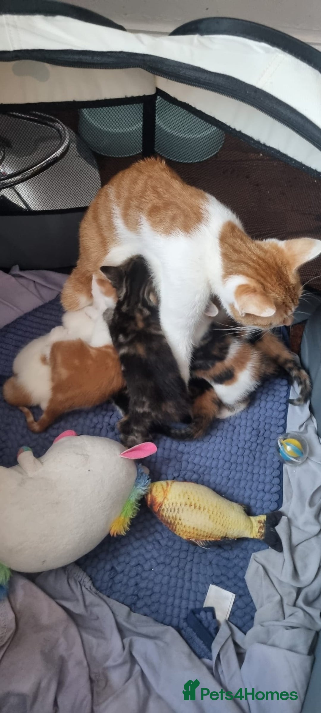 Mixed Breed cats for sale: Beautiful Kittens for Sale – 3 Females & 3 Males - Advert 4
