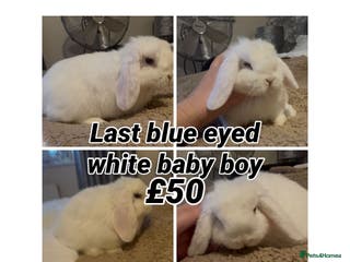 Mini Lop rabbits PEDIGREE MINI LOP BABIES READY NOW - Advert 8