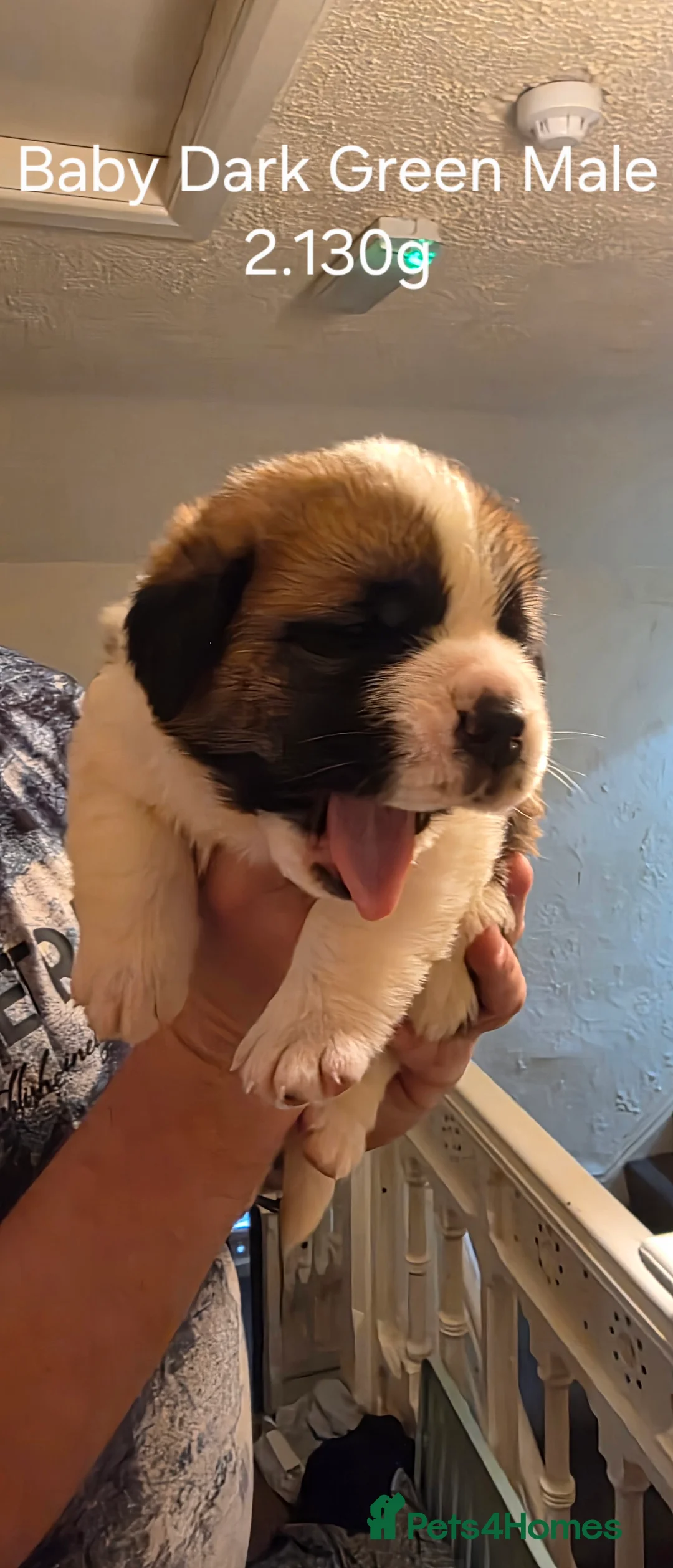 Saint Bernard dogs for sale: ^ Beautiful Saint Bernard Puppies - Advert 5