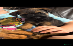 Border Terrier dogs for sale: Border Terrier puppies - Image 5