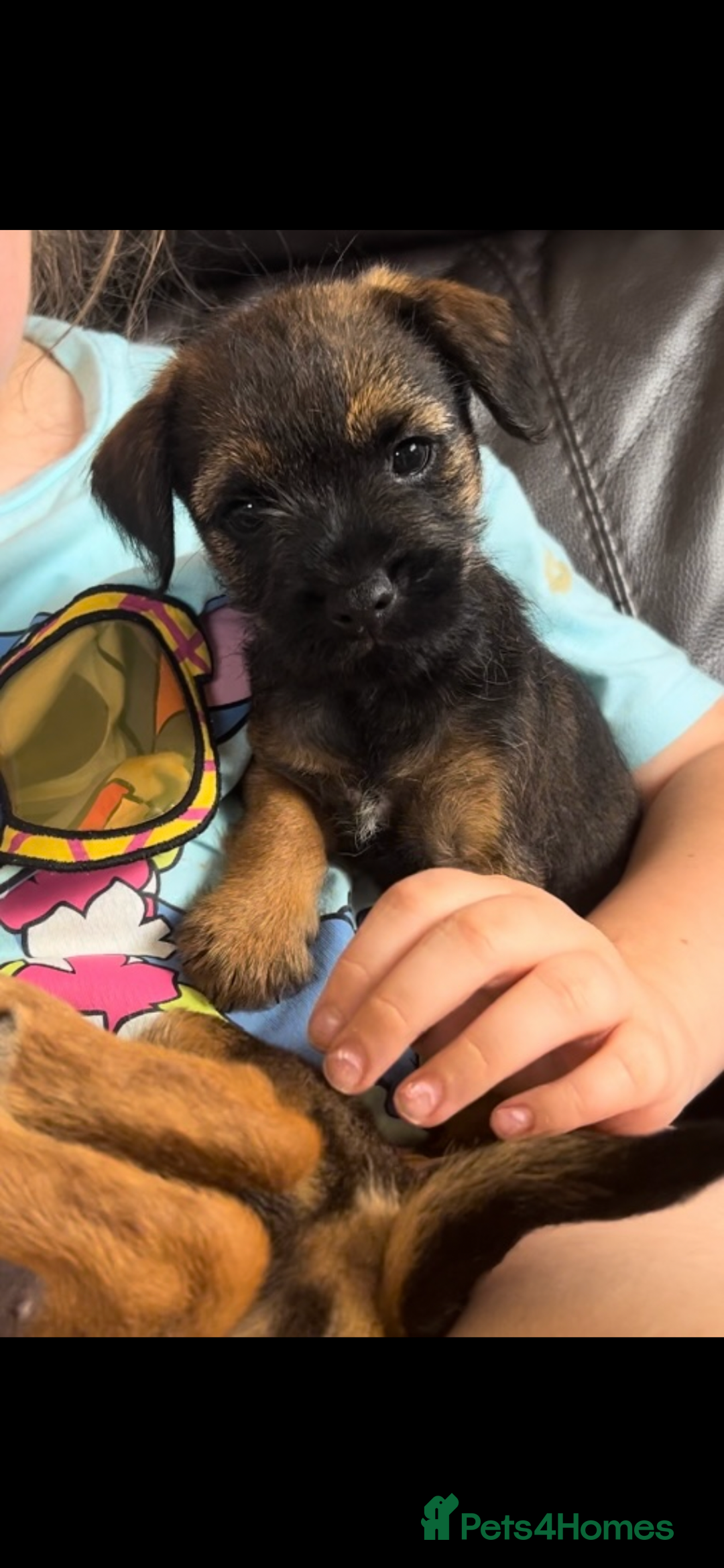 Border Terrier dogs for sale: Border Terrier puppies - Image 5