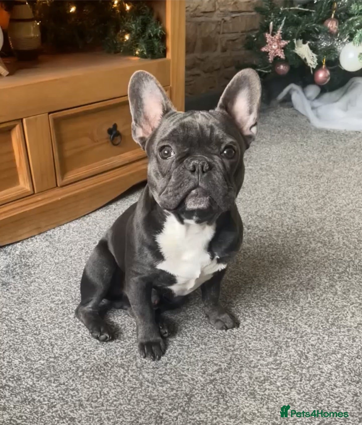 French Bulldog dogs Male French bulldog for stud  - Advert 6