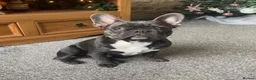 French Bulldog dogs for stud: Male French bulldog for stud  - Advert 1