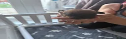 Jack Russell dogs for sale: 5 beautiful Jack Russell Puppies  - Advert 10
