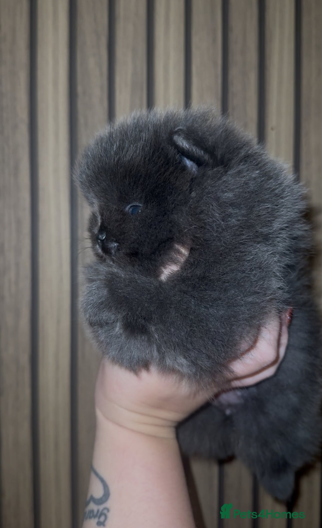 Pomeranian dogs for sale: Outstanding pomeranians - Advert 5