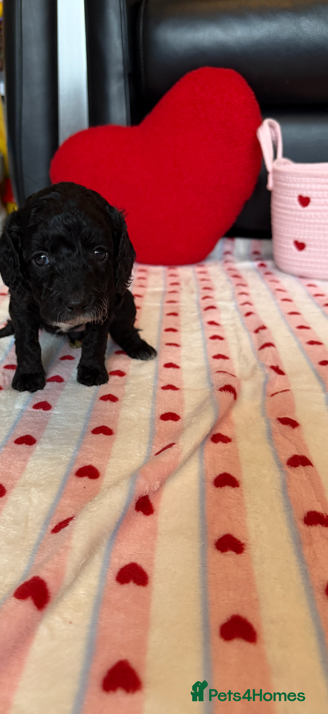 Cockapoo dogs for sale: Beautiful Cockapoo Puppies  - Advert 10