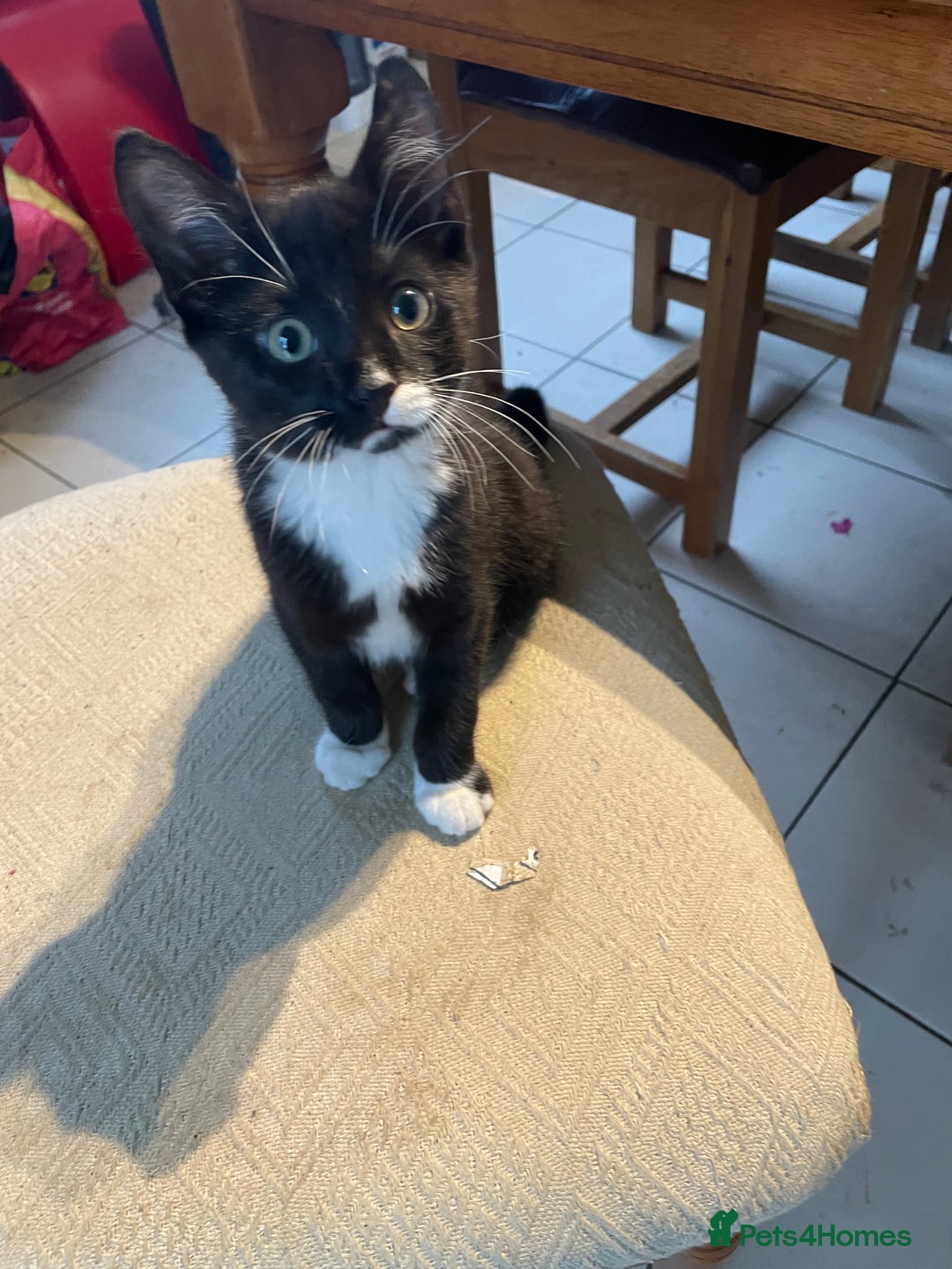 Mixed Breed cats for sale: Kitten for sale  - Advert 4