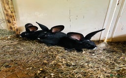 Continental Giant rabbits for sale: Continental  - Image 1