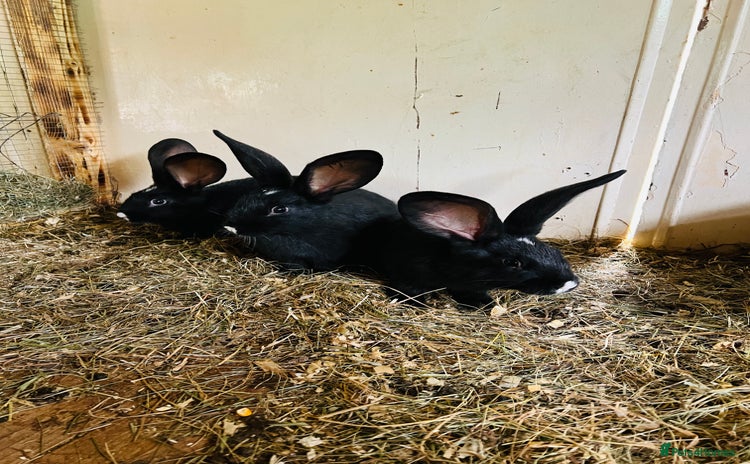 Continental Giant rabbits - Advert 1
