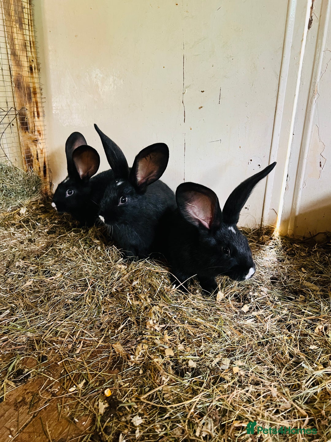 Continental Giant rabbits for sale: Continental  - Image 1