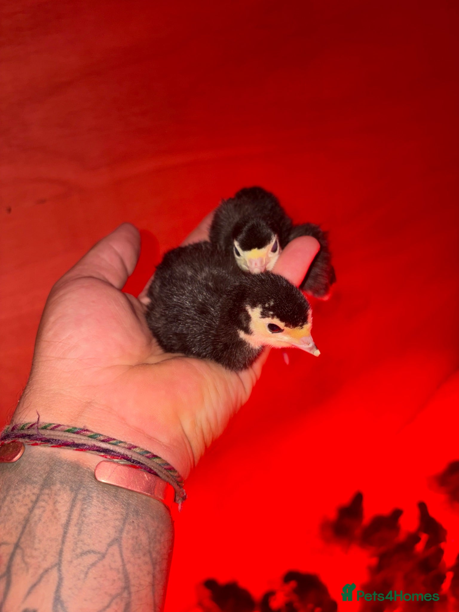 Turkeys poultry Norfolk black turkey poults  - Advert 4