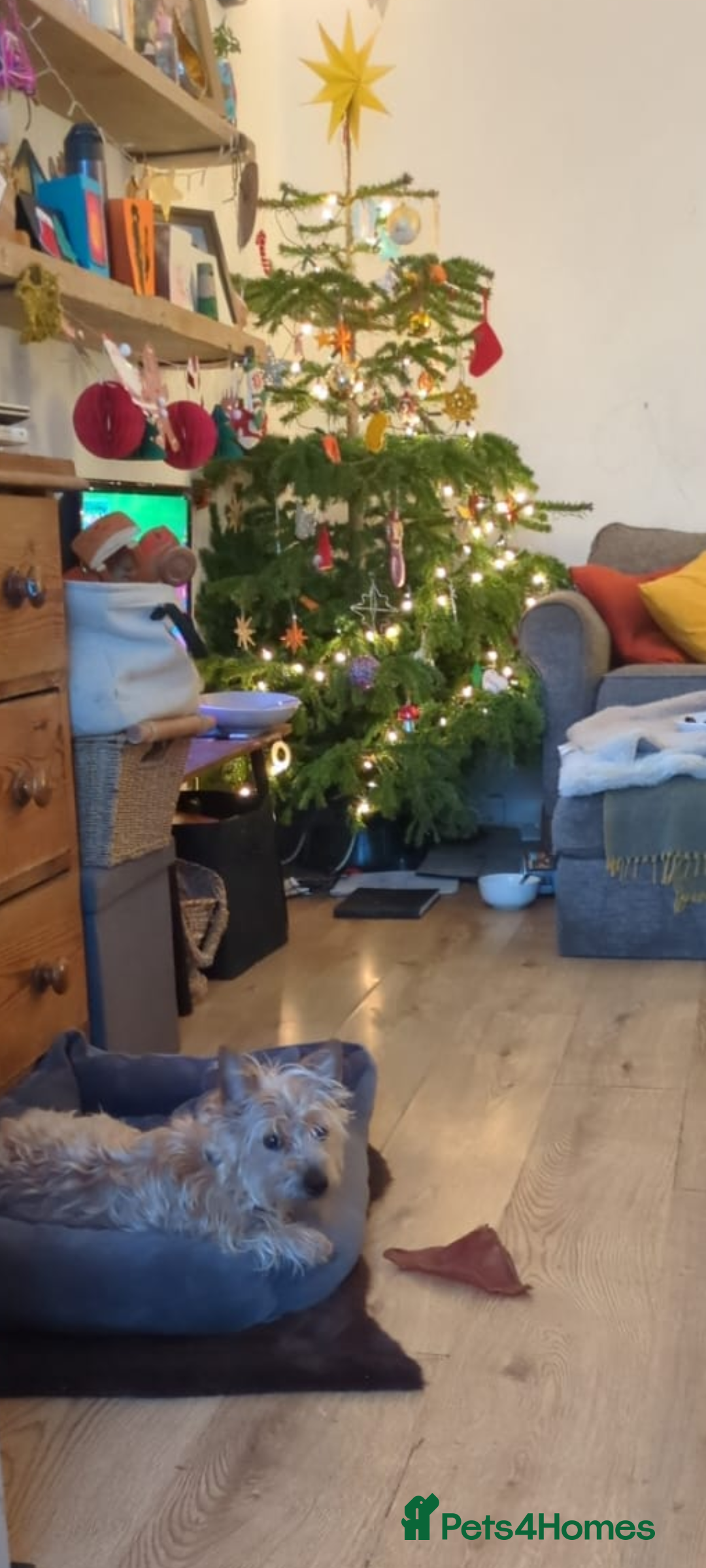 Jack Russell dogs for sale: Rough haired jack russel  - Advert 2