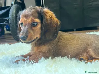 Miniature Dachshund dogs Reduced price -Mini longhair Dachshund female - Advert 11