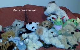 Cockapoo dogs for sale: Gorgeous cockapoo puppies - Image 10