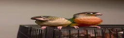 Conures birds for sale: Bonded pair of hand reared conures in Glasgow - Advert 3
