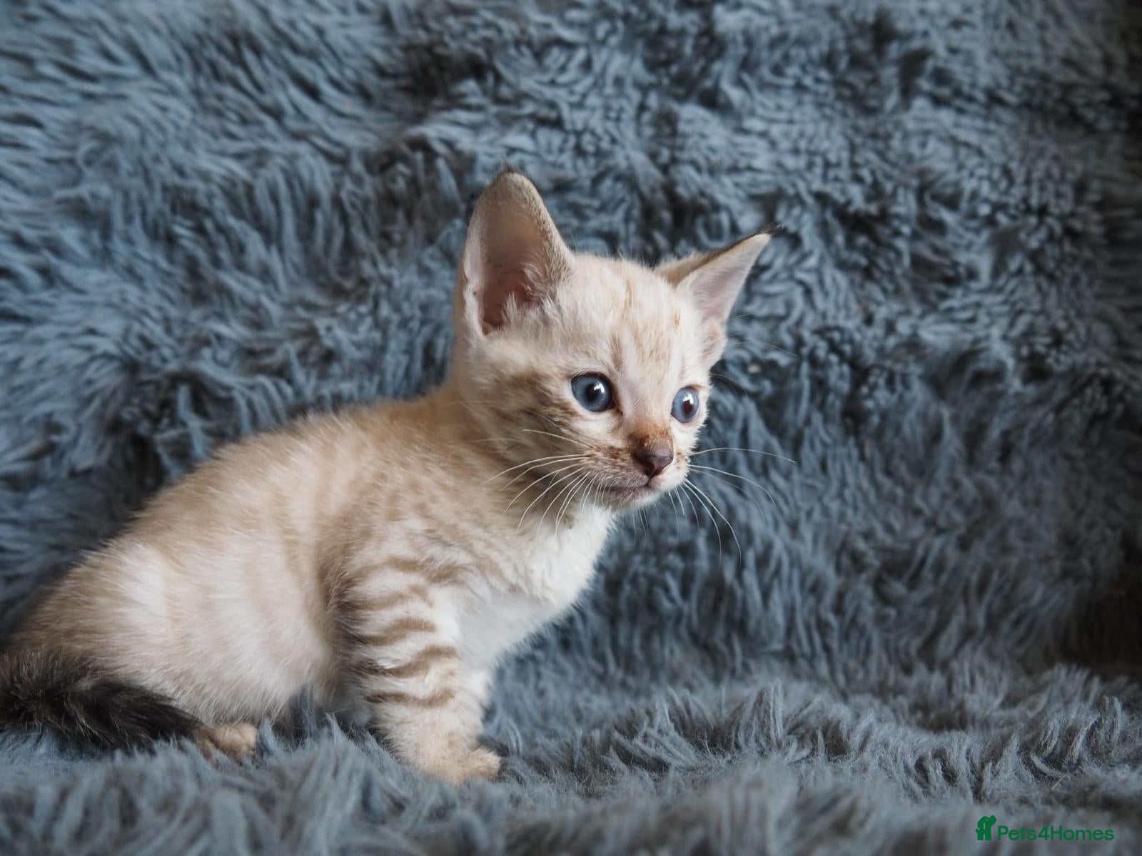 Bengal cats Silver, Snow Lynx & Brown Rosette Bengals - Advert 15