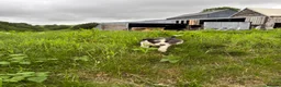 Border Collie dogs for sale: Beautiful pups for sale  - Advert 5