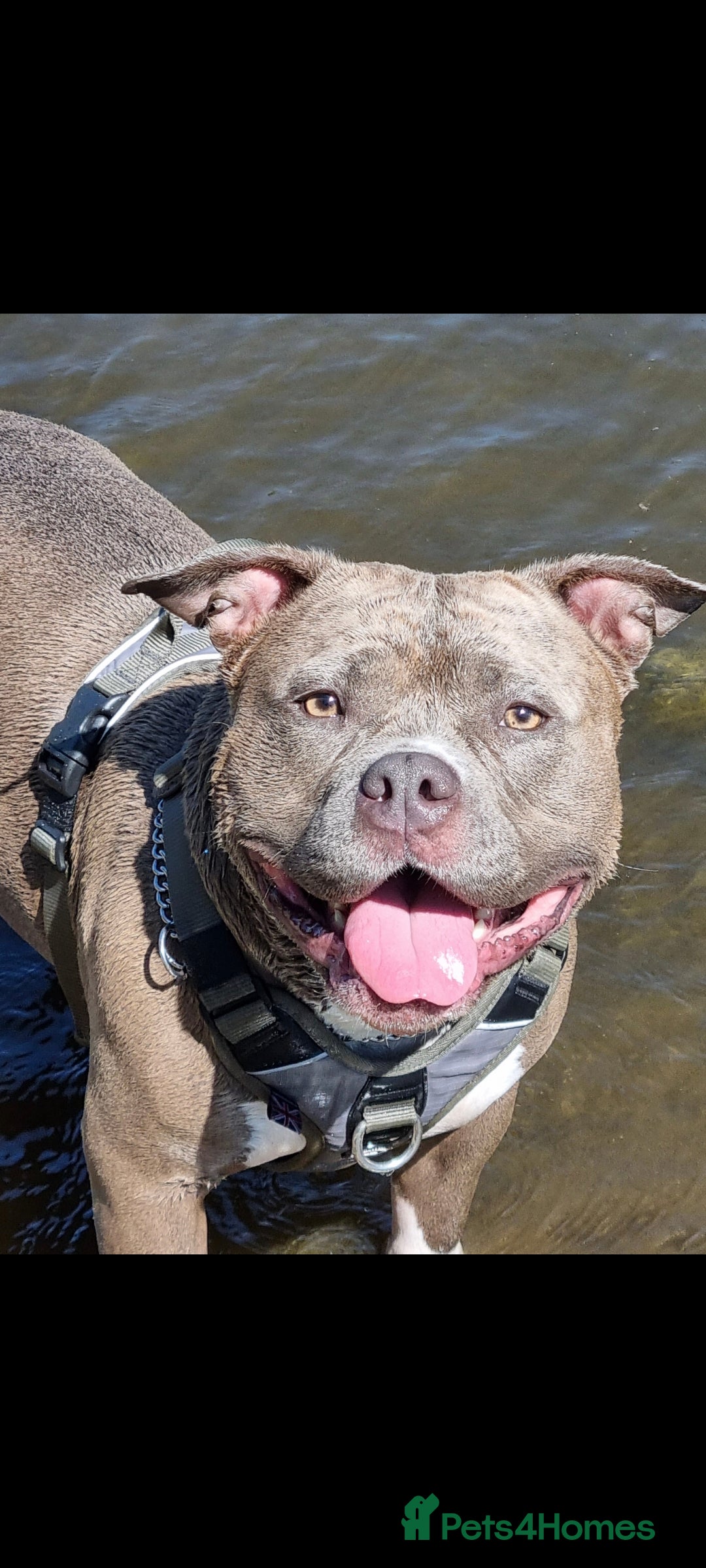 Staffordshire Bull Terrier dogs Staffy s due on the 23rd - Advert 5
