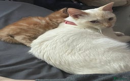 Mixed Breed cats for sale: Ready to go 29th oct  - Image 7