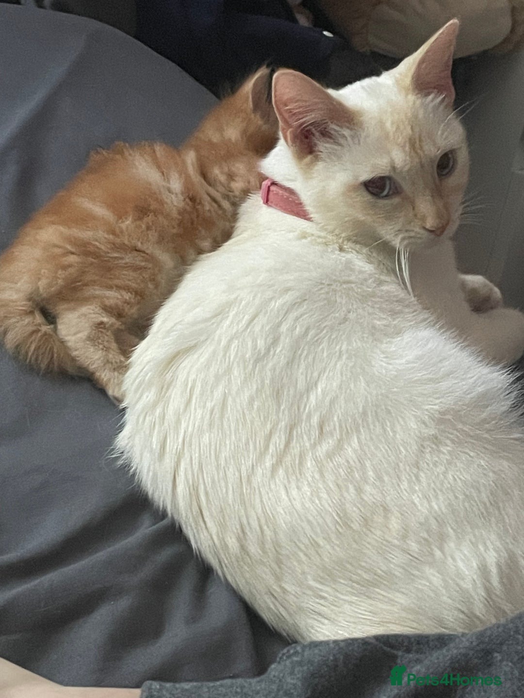 Mixed Breed cats for sale: Ready to go 29th oct  - Image 7