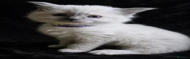 Ragdoll Kitten 4