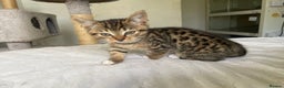 Munchkin cats for sale: Beautiful Bengal Tabby Munchkin Kittens for sale  - Advert 9