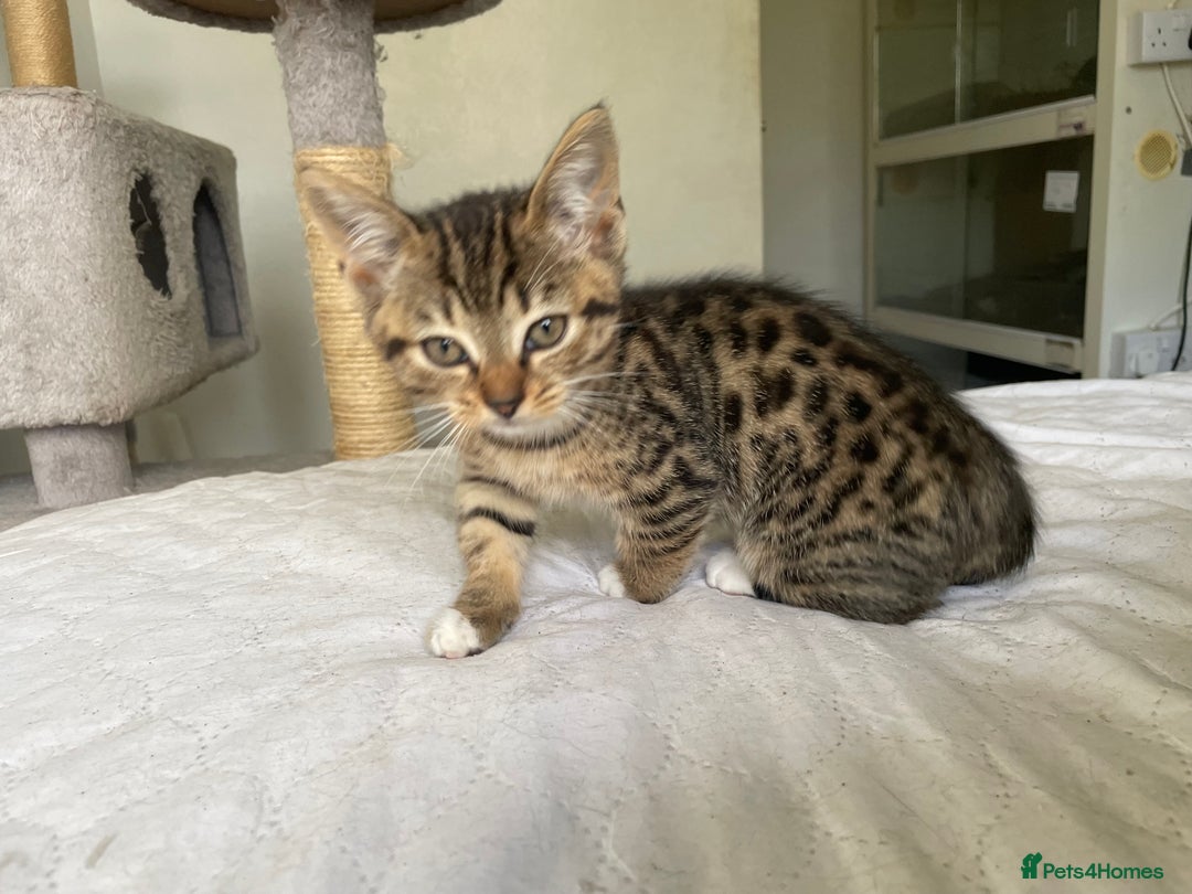 Munchkin cats for sale: Beautiful Bengal Tabby Munchkin Kittens for sale  - Advert 9