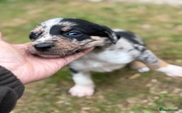 Mixed Breed dogs for sale: collie x Huntaway  pups one boy left  - Image 9