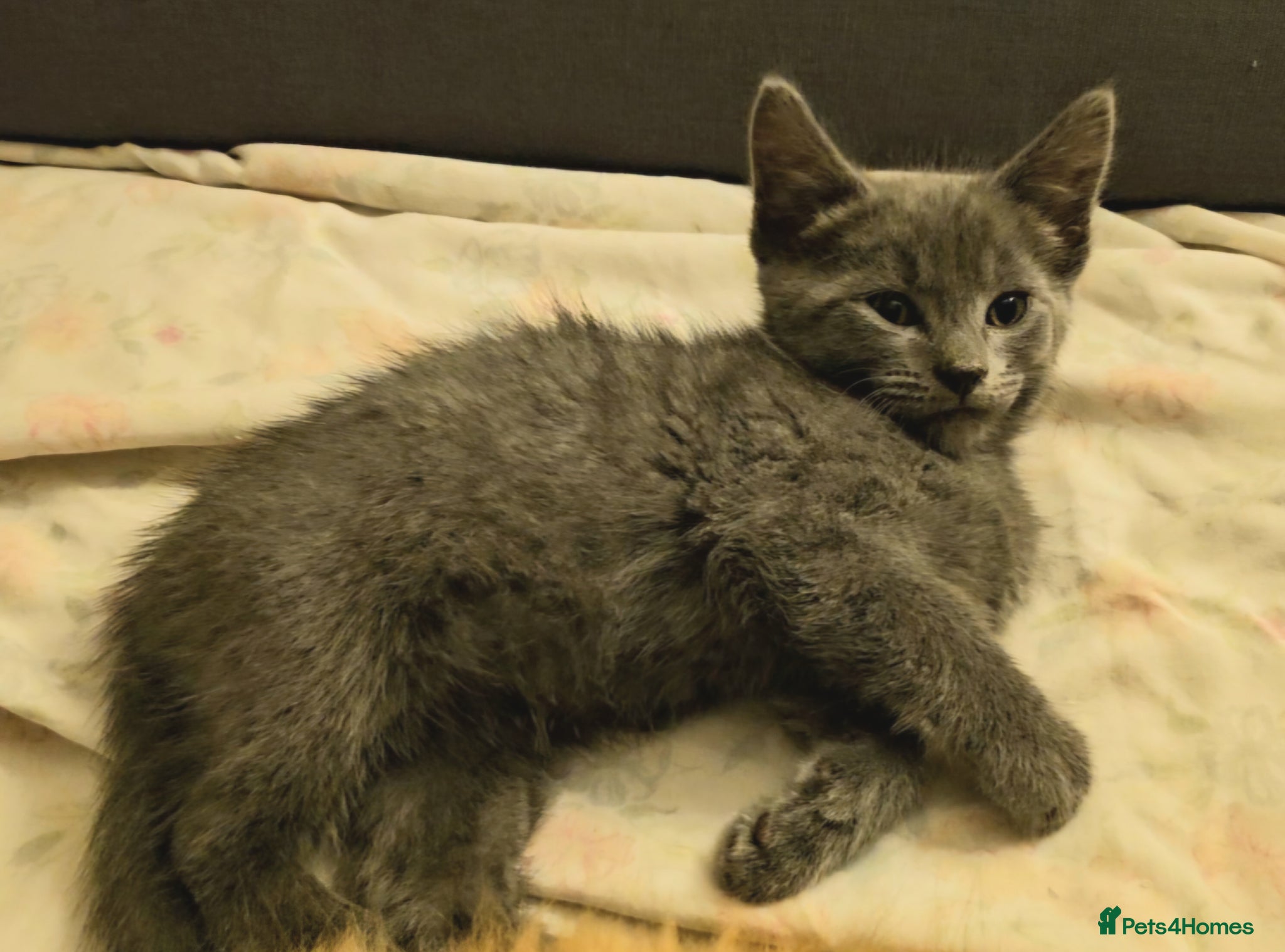 Mixed Breed cats Affectionate Bengal Mix Kittens  - Advert 2