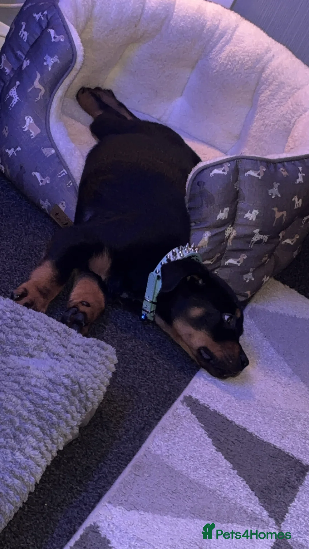 Rottweiler dogs for sale: Rottweiler puppy black and tanned  - Advert 2