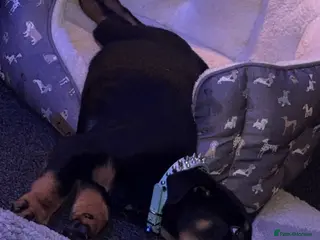 Rottweiler dogs Rottweiler x cane corso black and tanned - Advert 6