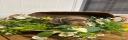 Miniature Dachshund dogs for sale: MINIATURE DACHSHUND PUPPIES  - Advert 11