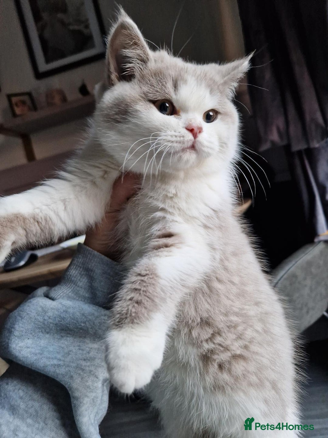 British Shorthair cats for stud: STUD BRITISH SHORTHAIRS - Advert 4