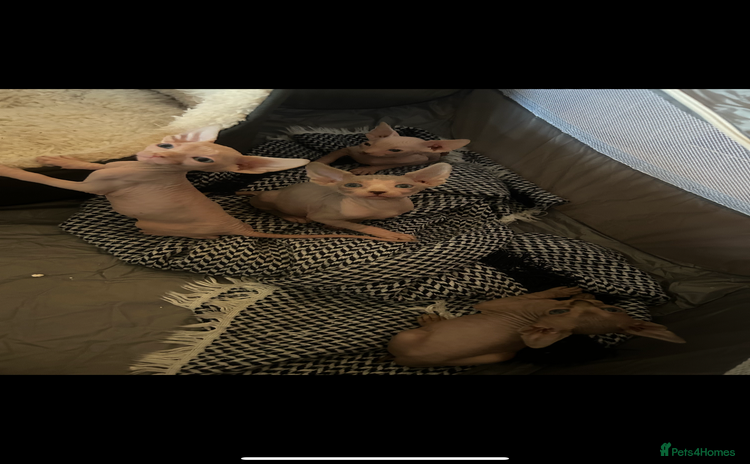 Sphynx cats - Advert 6