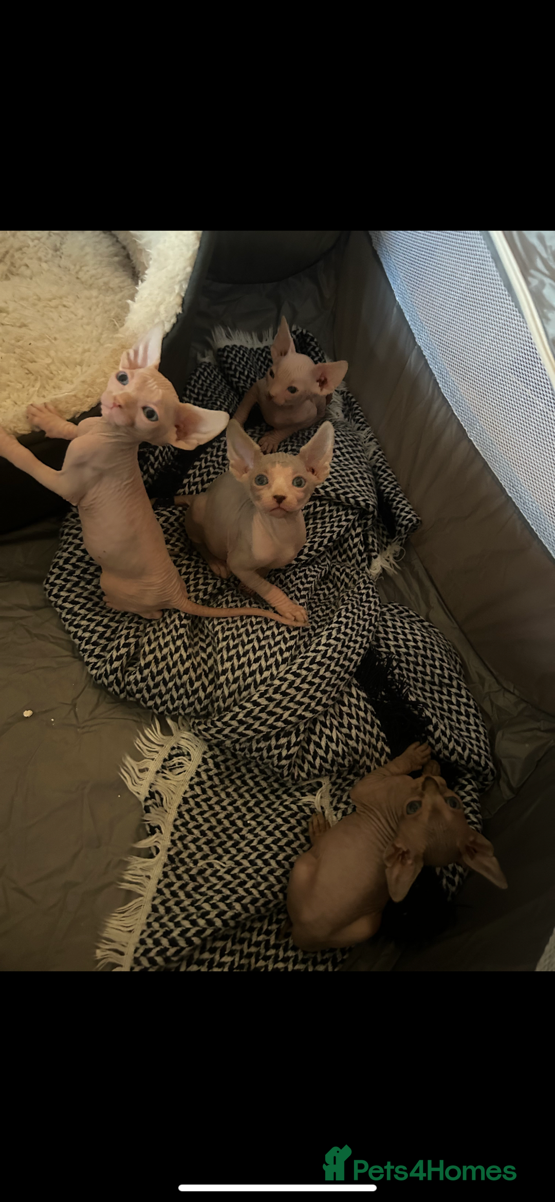 Sphynx cats for sale: 4 Sphynx Kittens ready soon! - Image 4