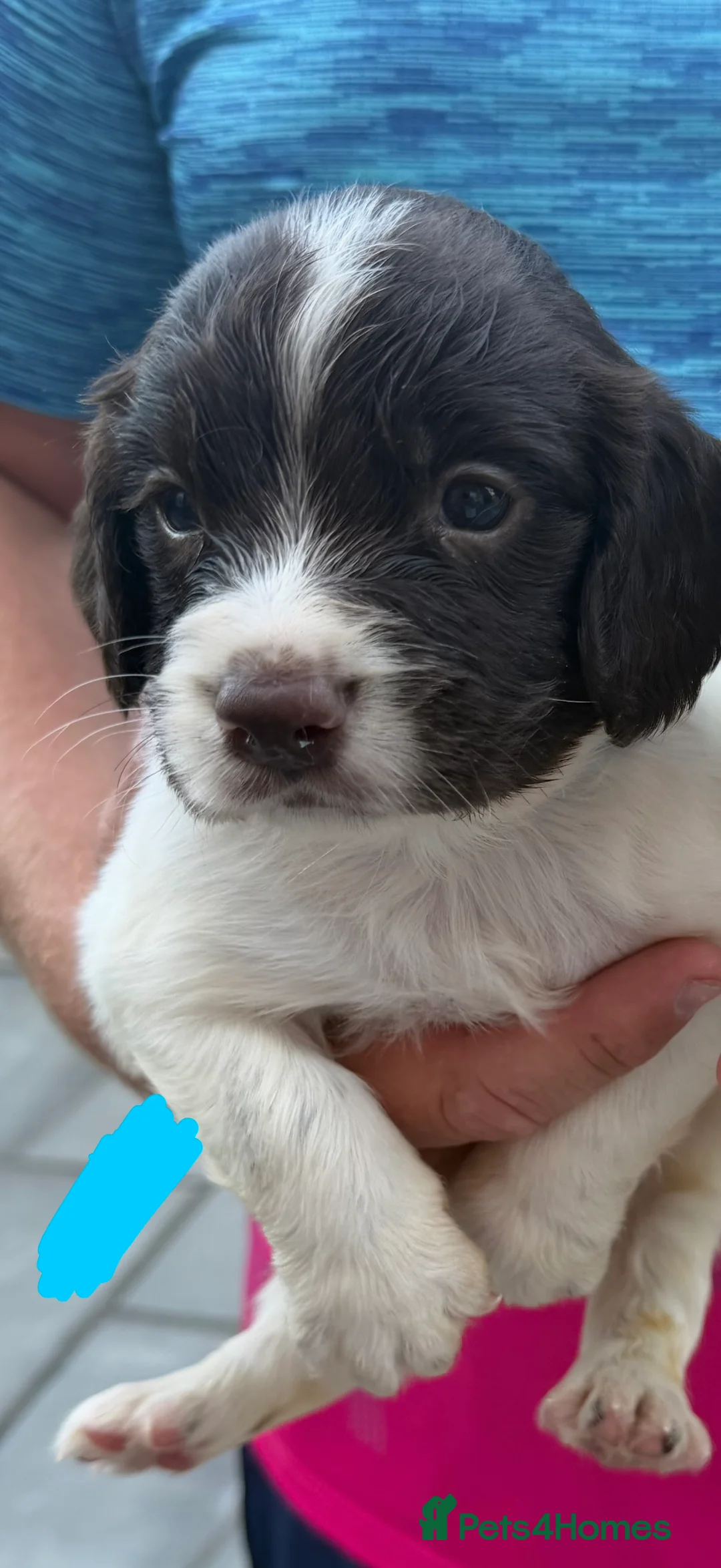 English Springer Spaniel dogs for sale: Quality English Working Springer Spaniel Puppies - Advert 21