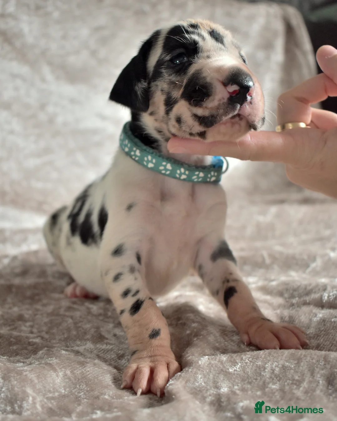 Great Dane dogs for stud: Great Dane for Stud in Bathgate - Advert 19