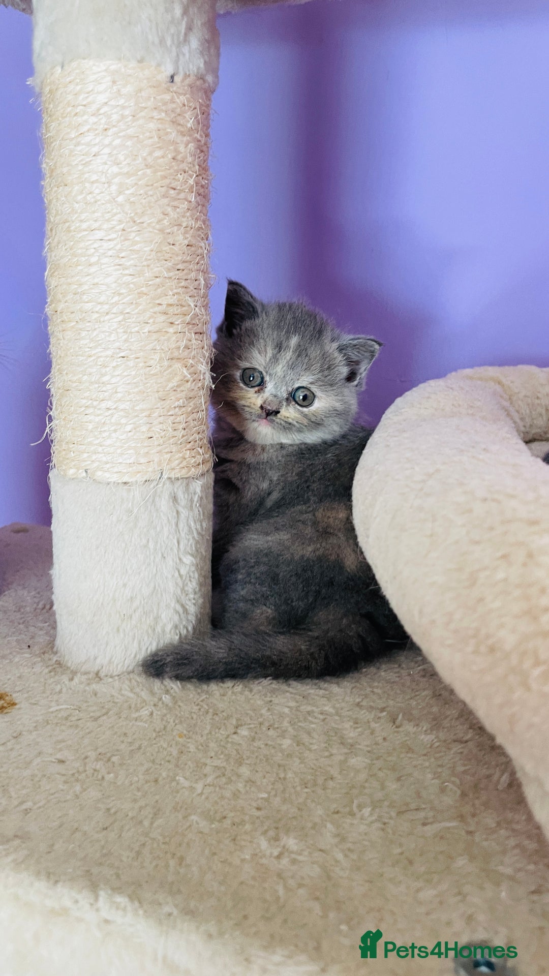 Scottish Fold cats for sale: Beautiful litter of Scottish fold  reservation 😍 - Image 6