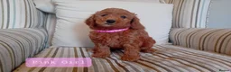 Mini Goldendoodle dogs for sale: Stunning Goldendoodle Puppies - Advert 3