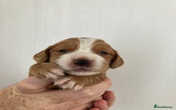 Cocker Spaniel dogs for sale: Working Cocker spaniel puppies - Image 2