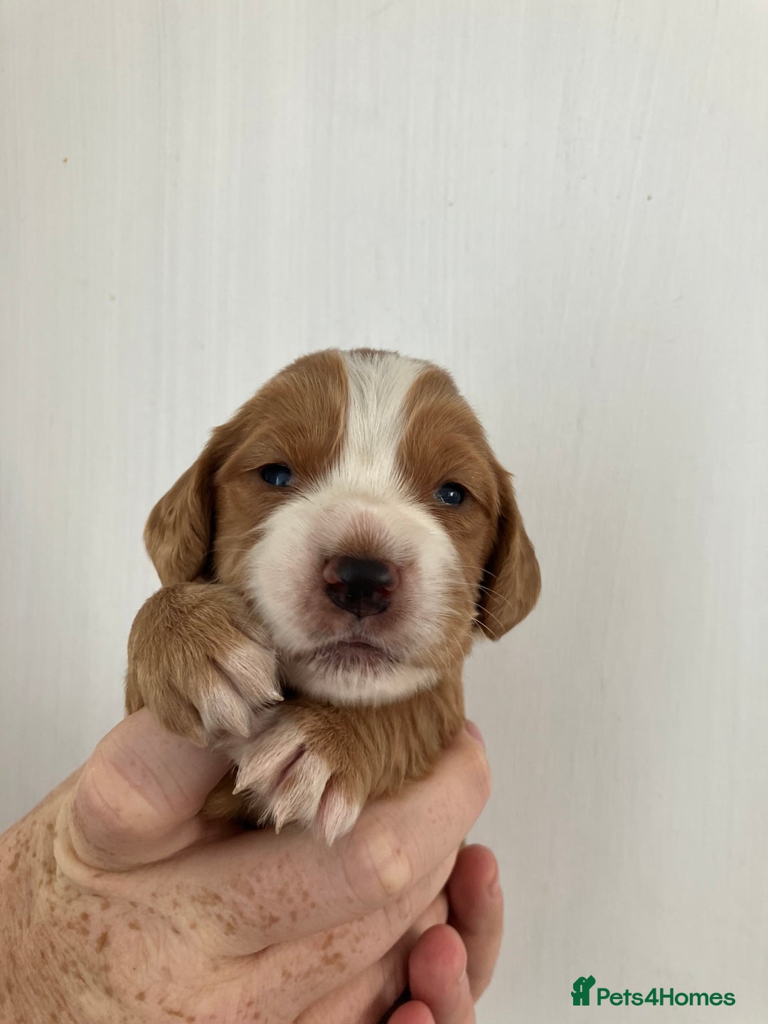 Cocker Spaniel dogs for sale: Working Cocker spaniel puppies - Image 2