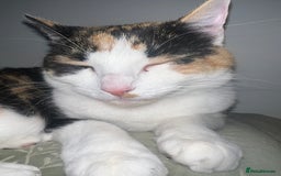 Mixed Breed cats for sale: Female Calico cat ready for new home - Image 4