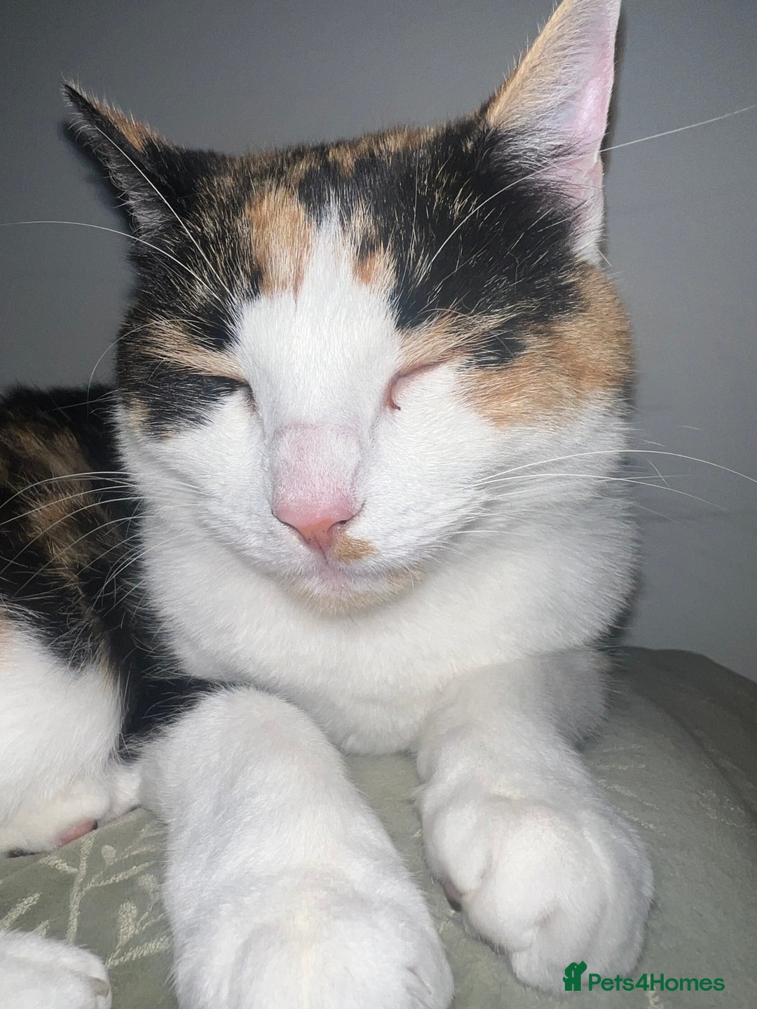 Mixed Breed cats for sale: Female Calico cat ready for new home - Image 4