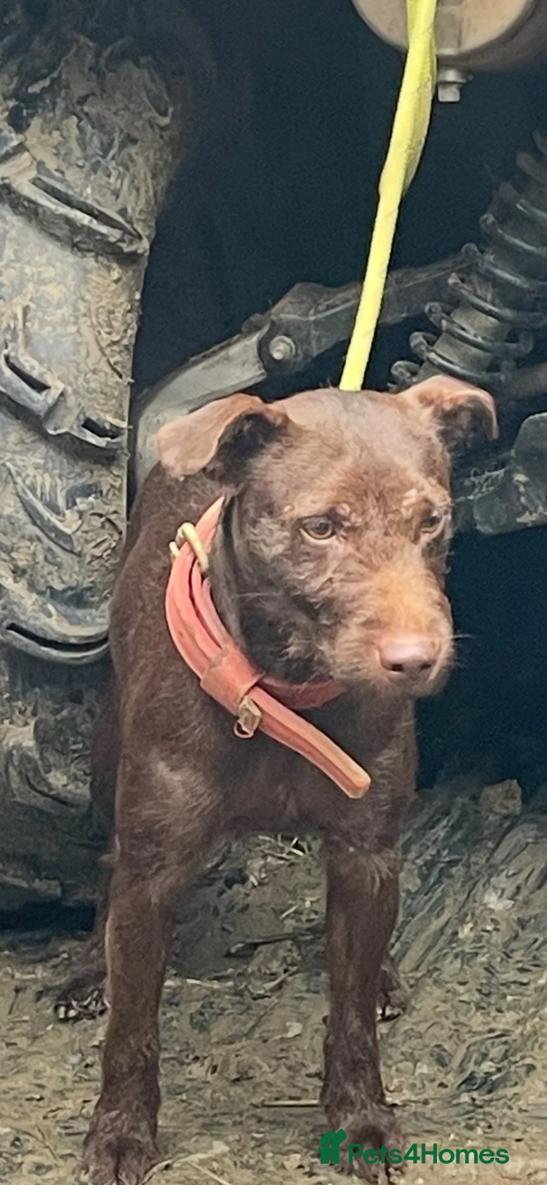 Patterdale Terrier dogs for sale: Paterdale terrier puppy’s  - Advert 6