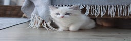 Ragdoll cats for sale: Blue Lynx Bicolour Ragdoll TICA Registered  - Advert 4