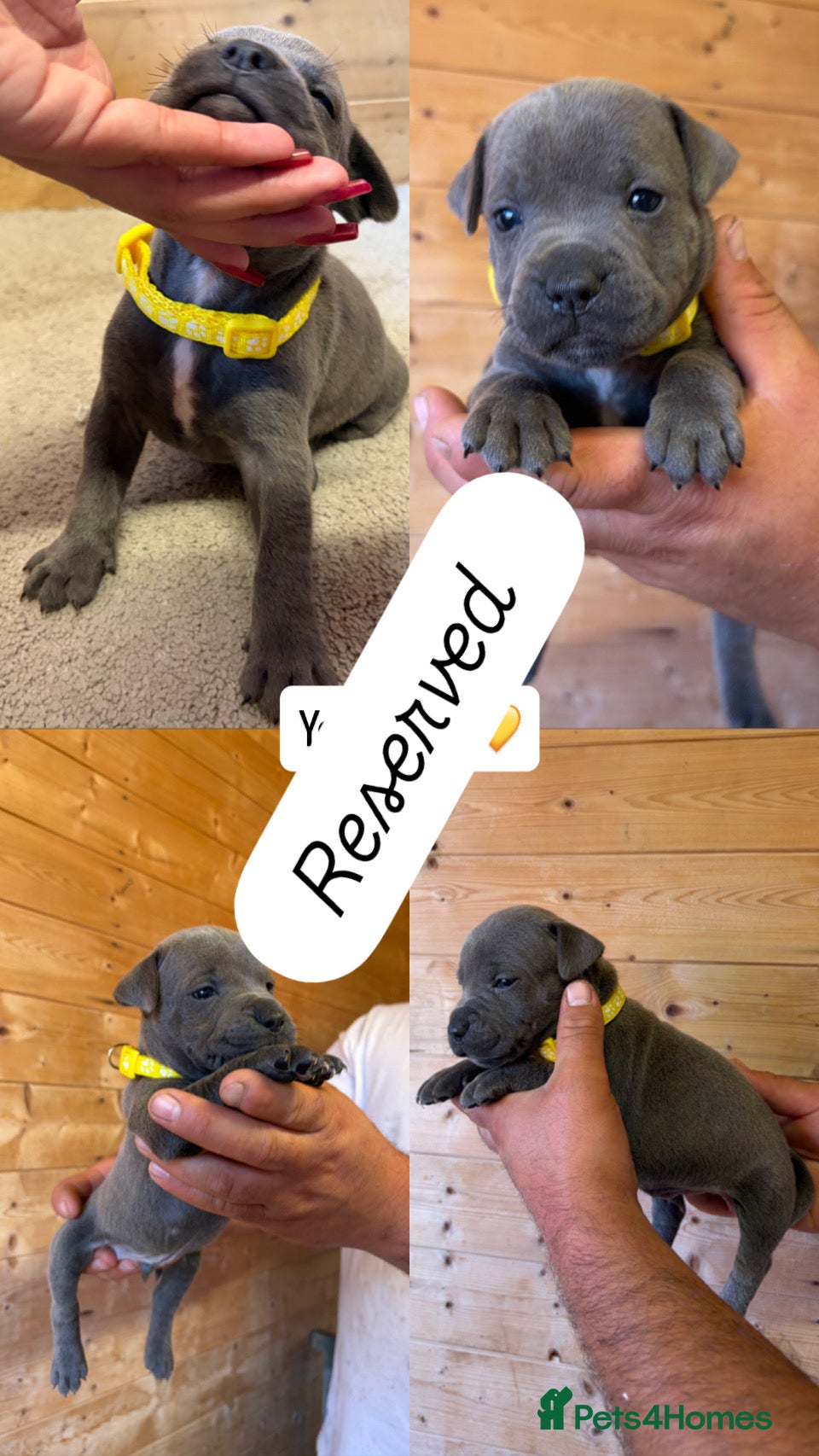 Staffordshire Bull Terrier dogs  Blue Staffordshire Bull Terrier Puppies Available - Advert 2