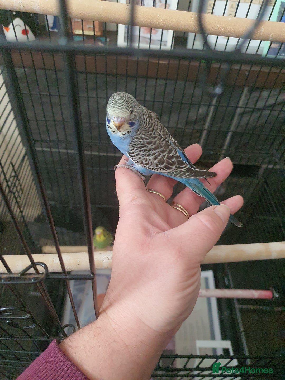 Budgerigars birds for sale: Baby budgies - Image 9