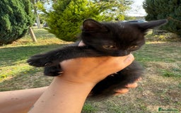 British Shorthair cats for sale: £40 Female British shorthair kitten must go today - Image 4