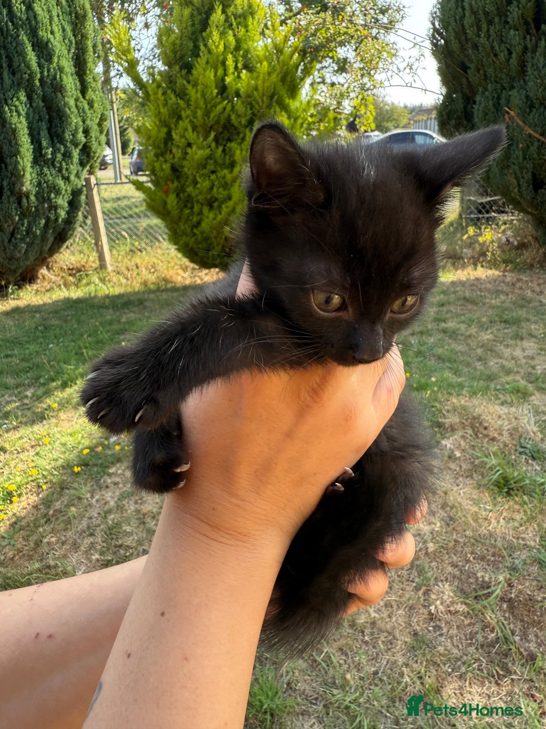British Shorthair cats for sale: £40 Female British shorthair kitten must go today - Image 4